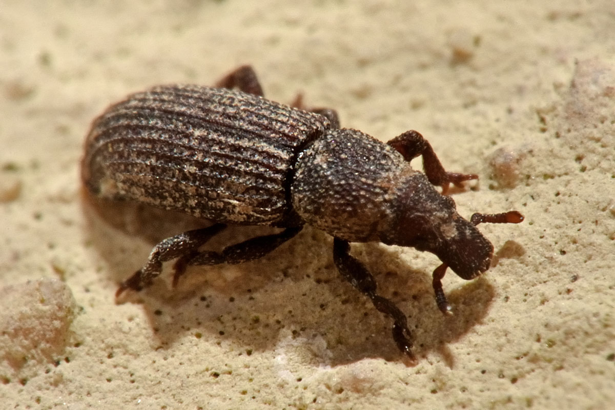 Curculionidae: Choerorhinus squalidus?  S !